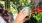 a person holding a plant